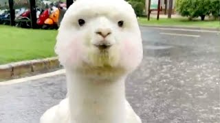 ALPACA 😂 Funny Alpacas And Cute Alpaca Videos [upl. by Ihcas]