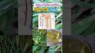 🥣🍲💛Goosegrass tea benefit  බැලතණ තේ වල ගුණ ❤️ [upl. by Etnemelc]