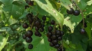 Chokecherry Foraging [upl. by Pence]