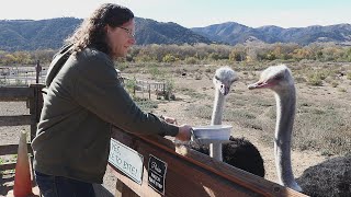 Feeding amp Visiting The Ostriches At OstrichLand USA In Solvang ostrich [upl. by Jarnagin421]