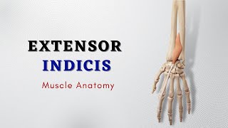 Extensor Indicis Muscle Anatomy  Muscle of Posterior Forearm  Doctor Speaks [upl. by Airitak]