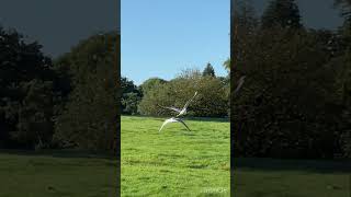 birds 🦅 Golders Hill Park ￼￼ [upl. by Arocet113]