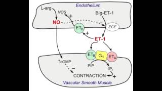 Bosentan  Endothelin blocker [upl. by Ayama]