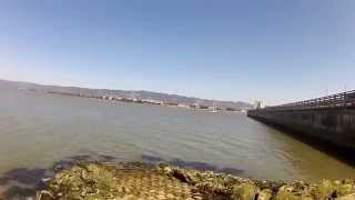 CATCHING A FAT STRIPED PERCH AT THE EMERYVILLE MARINA [upl. by Beatrix]