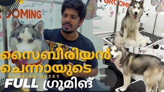 Husky FULL GroomingTop Tips for a Dogs Shiny Coat  GROOMING AND CARE HUGE UNDERCOAT REMOVAL [upl. by Aneroc]