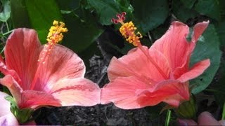 How to Pollinate Tropical Hibiscus flowersplants [upl. by Oniratac]