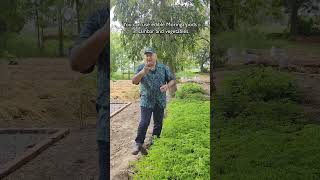 Are all Moringa plants edible [upl. by Gnilrac]