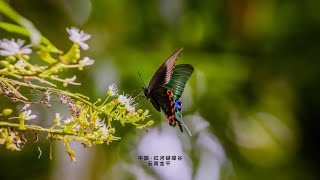 LIVE Enjoy butterfly explosion in Yunnan [upl. by Dempstor]