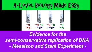 Meselson and Stahl Experiment semiconservative DNA replication  A Level Biology Made Easy [upl. by Waltner]