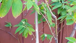 My Jamaican Cherry tree Muntingia CalaburaTastes like Cotton Candy amp Grape Delicious [upl. by Mini842]