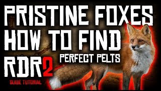 HOW TO FIND PRISTINE FOXES AND GET PERFECT PELTS  RED DEAD REDEMPTION 2  GUIDE TUTORIAL [upl. by Gnoud]