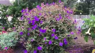 Tibouchina urvilleana  Princess Flower [upl. by Crissie]