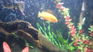 Most Aggressive African Cichlid [upl. by Eirelam584]