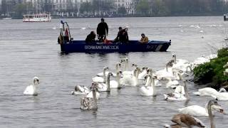 Freiheit Alsterschwäne begrüßen den Frühling [upl. by Altman]