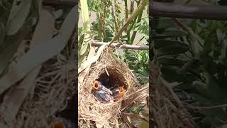 Babies Bird Cries Eat Food birdslover birdspotting nature birdparenting birdkids birds [upl. by Hoffman]