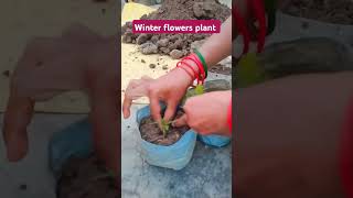 Winter flower 🌺 plantyoutube shortsvideo [upl. by Althee]