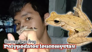 KATAK POHON BERGARIS  GEDINDANG  Polypedates leucomystax [upl. by Muryh]