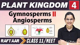 Plant and Kingdom 04  Gymnosperms l Angiosperms  Class 11NEET  RAFTAAR [upl. by Isoais]