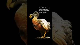 Dodo extinct bird [upl. by Ennyletak862]