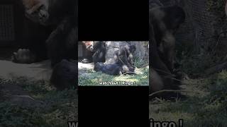 little gorilla mimics silverback 🤣 gorillatag 金剛猩猩 台北市立動物園 shorts [upl. by Ggerg326]