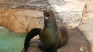 Sea Lion Scream [upl. by Narat]