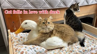 The duck insisted on sleeping with the cat and the cat hugged the duck tightly So funny and cute [upl. by Selle52]