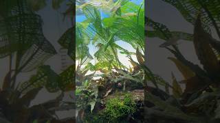 Aponogeton madagascariensis aka Madagascar lace plant Aqurium ada india shorts shortsvideo [upl. by Hazard]