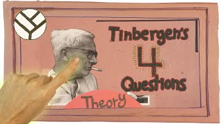 Niko Tinbergens 4 Questions [upl. by Carrew]