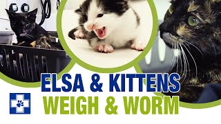 Vlog Episode One Elsas Kittens Weight Check and Worm Treatment [upl. by Aed]