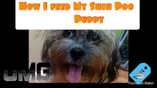 How to Feed A Shih Poo Puppy  Shih Poo Puppy [upl. by Ollecram]