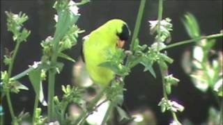 Goldfinch eating chicory seeds [upl. by Latrice]