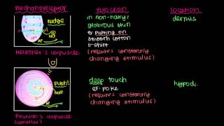 Pacinians Corpuscle and Merkels Disk [upl. by Grunenwald]