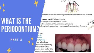 What is the periodontium Part 2 Gingiva gingival margin free gingiva attached gingiva etc [upl. by Enirok107]