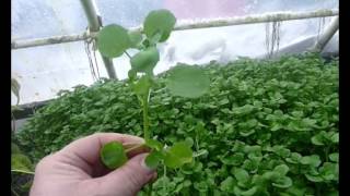 True Water Cress  the Aquaponic Dream Plant [upl. by Halverson]