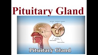 Pituitary gland structure and functions  2024 [upl. by Llenoil775]