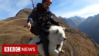 How Ouka the dog became an expert paraglider  BBC News [upl. by Sausa]