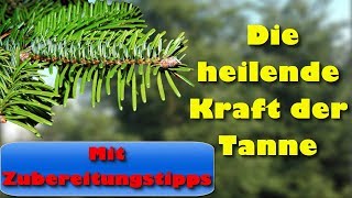 Die heilende Kraft der Tanne mit Zubereitungstipps [upl. by Rihat933]