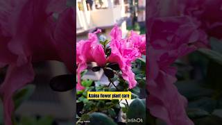 Azalea plant flowers 🌸🌸🌸gardening shorts viralshorts azalea [upl. by Anirrak637]