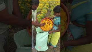 గైల్లార్డియా సాగు agriculture gaillardia flowers farming shorts shotsvideo youtubeshorts [upl. by Friedrick]