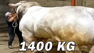 Italian National Champion Romagnola Bull  Dodo [upl. by Ayota]