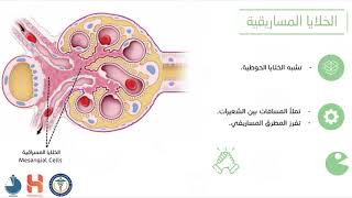 الجسيم الكلوي  Renal Corpuscle [upl. by Brigid]