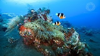 quotOceansquot scenes 2428 Zooxanthellae Coral Growth Forms Water Clarity Reef Regeneration [upl. by Ahsuas978]