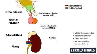 What causes Cushings Syndrome [upl. by Eralc]