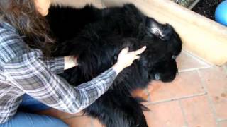 Web Newfoundland dog with elbow OCD [upl. by Vania]