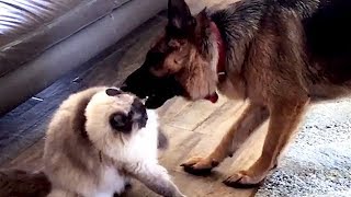 Ragdoll Cat vs Dog Fighting Talking Ragdoll  Fiasco Friends Indi and Oscar [upl. by Rehpotsihrc]