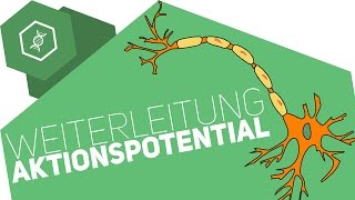 Weiterleitung des Aktionspotentials [upl. by Adnelg]