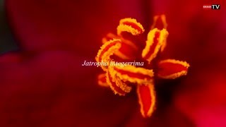 Jatropha integerrima  Île de la Réunion [upl. by Bensen]