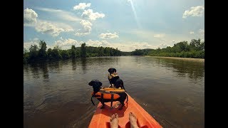 Crusoe amp Oakley Dachshunds Kayaking Adventure New 2017 Edit [upl. by Harland]