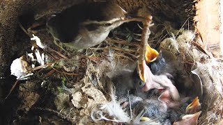 Breakfast time for the Bewicks wren chicks How big is too big [upl. by Higgins216]