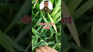 गेहूँ में दूसरी यूरिया में क्या डाले। Wheat top dressing agriculture youtube short trending [upl. by Ellener]